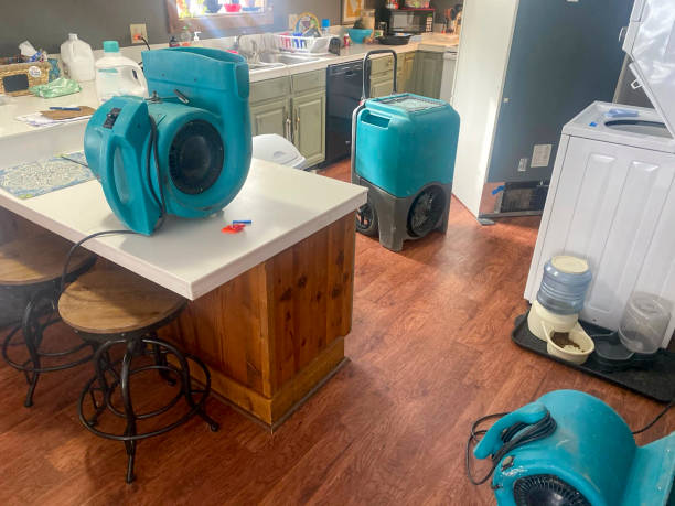Best Mold removal after water damage  in Wyomissing, PA